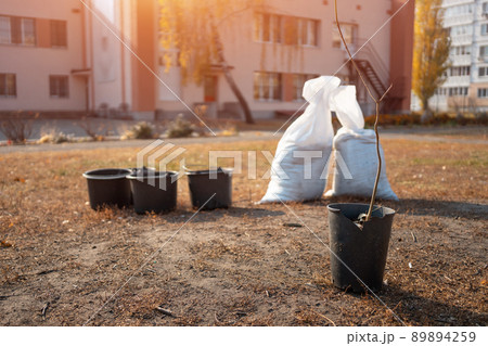 closeup of young tree sapling in pot and garden buckets for planting in yard 89894259