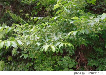 マユミの花 89894492