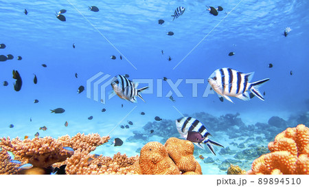 沖縄　阿嘉島のニシハマビーチ　水中写真 89894510