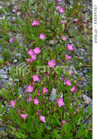 アカバナユウゲショウの花 89894567