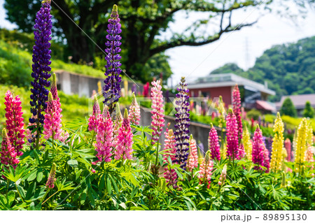 津久井湖 沢山の色で満開のルピナス 津久井湖 沢山の色で満開のルピナス 89895130