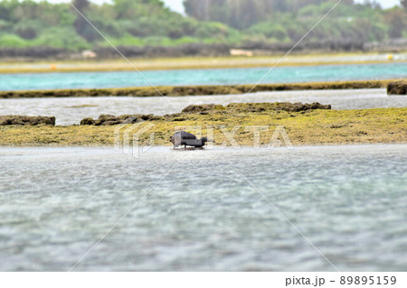 獲物を探す沖縄のクロサギ 89895159