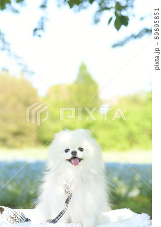 可愛い白いポメラニアンとネモフィラ 可愛い白いポメラニアンとネモフィラ 89895851