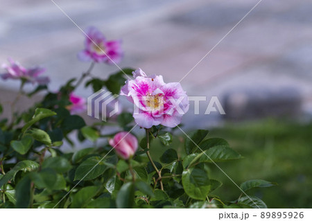 バラの花 89895926