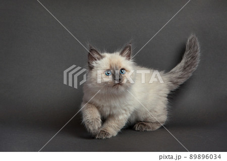 Cute fluffy kitten against gray background. Space for text 89896034