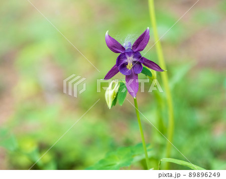 Blue and purple flower of European columbine, Aquilegia vulgaris 89896249
