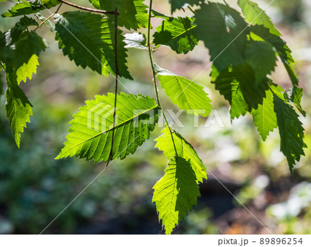 Bright green elm leafs lit by sun light. Bright green elm leafs lit by sun light. 89896254