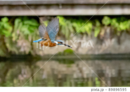 瑠璃色の人気者カワセミ 瑠璃色の人気者カワセミ 89896595