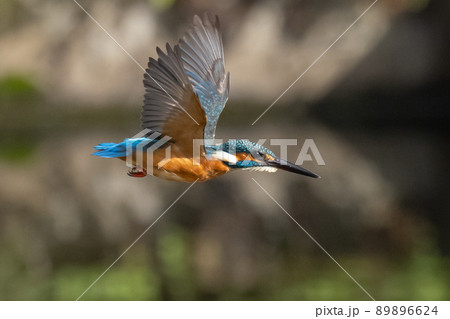 瑠璃色の人気者カワセミ 89896624