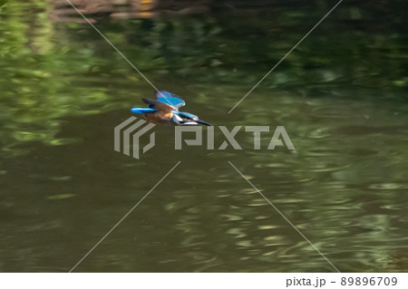 瑠璃色の人気者カワセミ 89896709