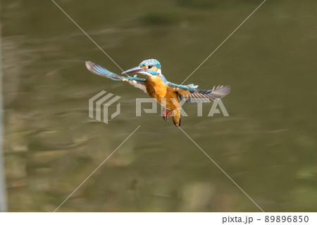 瑠璃色の人気者カワセミ 瑠璃色の人気者カワセミ 89896850