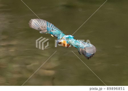 瑠璃色の人気者カワセミ 瑠璃色の人気者カワセミ 89896851