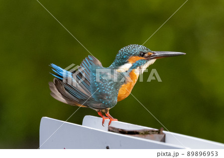 瑠璃色の人気者カワセミ 89896953
