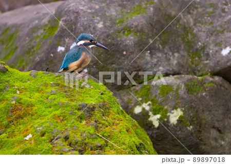 瑠璃色の人気者カワセミ 89897018