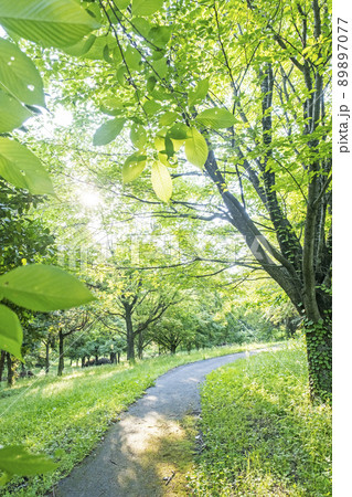 朝の公園 木漏れ日の散歩道 朝の公園 木漏れ日の散歩道 89897077