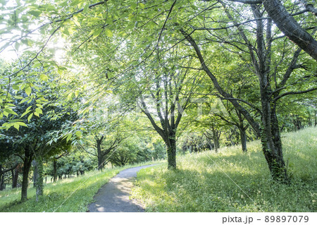 朝の公園 木漏れ日の散歩道の写真素材 [89897079] - PIXTA