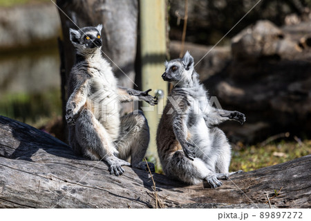 The ring-tailed lemur,Lemur catta with white ringed tail is the most known lemur The ring-tailed lemur,Lemur catta with white ringed tail is the most known lemur 89897272