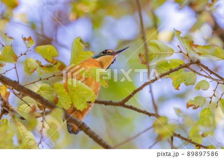 瑠璃色の人気者カワセミ 89897586