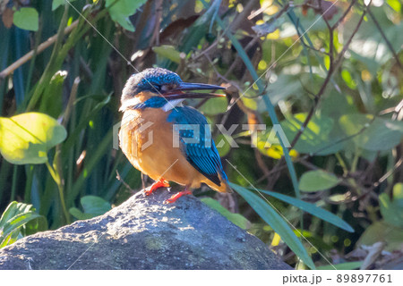 瑠璃色の人気者カワセミ 89897761