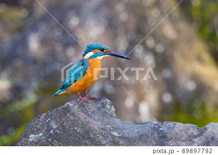 瑠璃色の人気者カワセミ 瑠璃色の人気者カワセミ 89897792