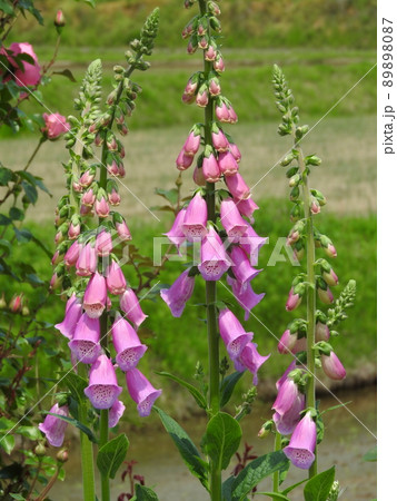 ジキタリスの花 ジキタリスの花 89898087