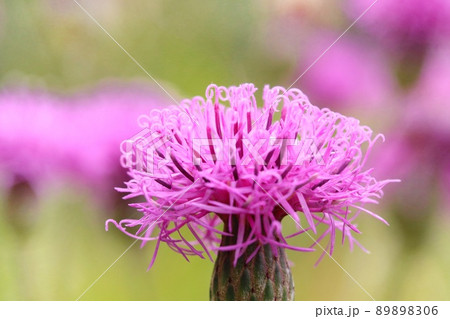 タムラソウ ピンク色の花 山野草 クローズアップ タムラソウ ピンク色の花 山野草 クローズアップ 89898306