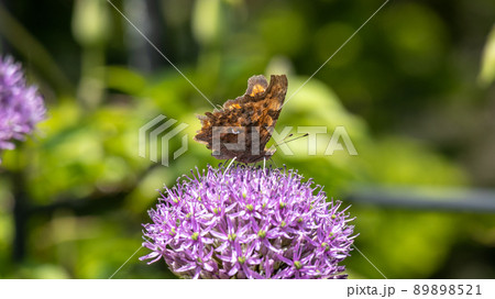 花葱の蜜を吸うシータテハ 2 花葱の蜜を吸うシータテハ 2 89898521