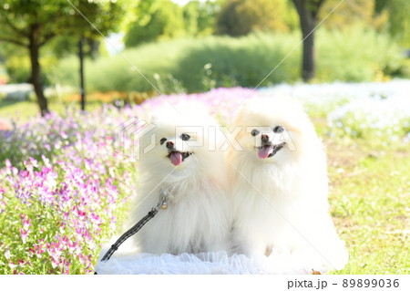 可愛い白いポメラニアンと春の花 89899036