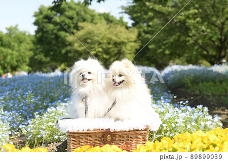 可愛い白いポメラニアンとネモフィラと春の花 可愛い白いポメラニアンとネモフィラと春の花 89899039