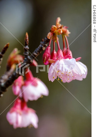 見頃を迎えた寒緋桜 見頃を迎えた寒緋桜 89899475