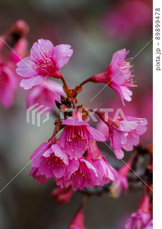 見頃を迎えた寒緋桜 89899478