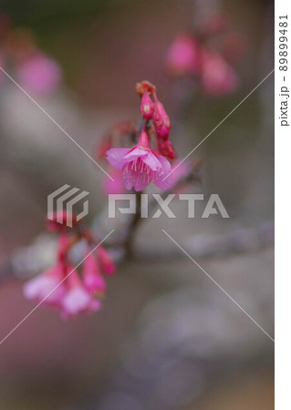 見頃を迎えた寒緋桜 89899481