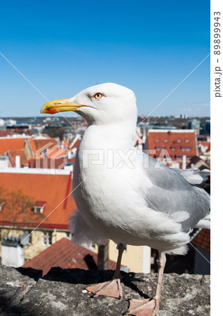 Seagull walking on a rooftop on a building in the old town city center of Tallinn, Estonia, Europe 89899943