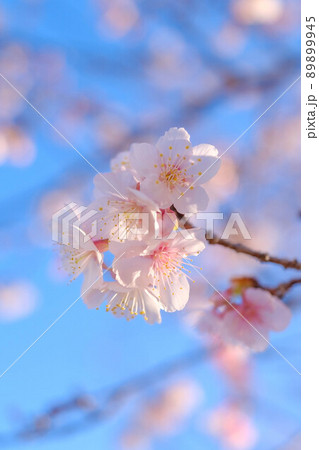 早咲きの桜 89899945