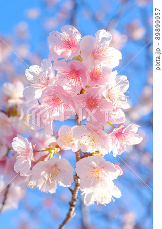 早咲きの桜 89899957