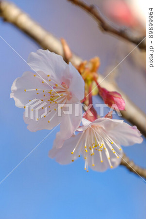 早咲きの桜 早咲きの桜 89899964