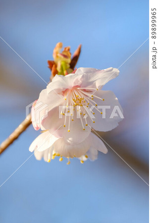 早咲きの桜 89899965