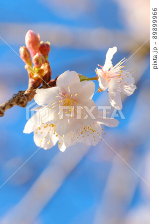 早咲きの桜 89899966