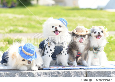 帽子を被った可愛い白いポメラニアンとチワワ 帽子を被った可愛い白いポメラニアンとチワワ 89899987