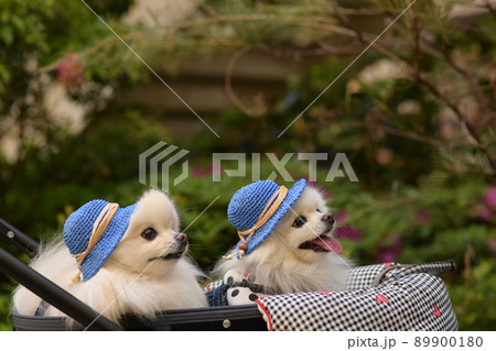 帽子を被った可愛い白いポメラニアン 89900180