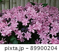 愛知県蒲郡市 あじさいの里 紫陽花 ダンスパーティーピンク、 89900204