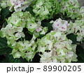 愛知県蒲郡市 あじさいの里 紫陽花 ノブレス、 89900205