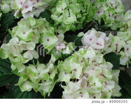 愛知県蒲郡市 あじさいの里 紫陽花 ノブレス、 89900205