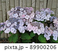 愛知県蒲郡市 あじさいの里 紫陽花 はつこい、 89900206