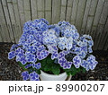 愛知県蒲郡市 あじさいの里 紫陽花 ババリア、 89900207