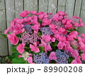 愛知県蒲郡市 あじさいの里 紫陽花 ハワイアンオレンジ、 89900208
