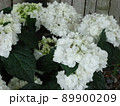 愛知県蒲郡市 あじさいの里 紫陽花 ポージブーケグレース、 89900209