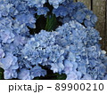 愛知県蒲郡市 あじさいの里 紫陽花 マイクジャク、 89900210