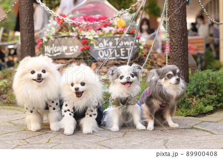 4匹の可愛いワンコ 89900408