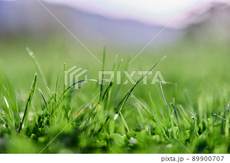 Spring nature with young green grass in close-up 89900707